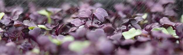 Water droplets on a bush of purple and green leaves